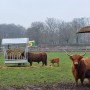 Voerruif 12 voerplaatsen voor paarden met Zweeds voerhek